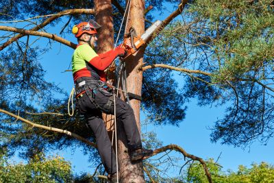 Local Tree Care Companies